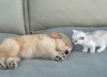 Co udělá malé kotě, když najde spící štěně zlatého retrívra