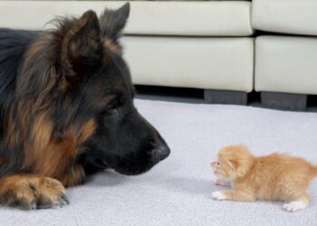 German Shepherd’s Heartwarming Reaction When First Meeting Abandoned Kitten