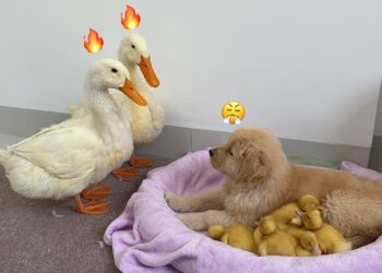 Štěně zlatého retrívra ukradlo kachňata a nechalo kachní matku a kachního otce bezmocné!